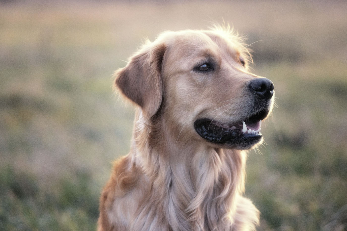 Cachorro de pelagem bem cuidada
